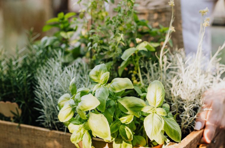 Basil is a kitchen staple, but it can be just as useful in the garden too. Try these 5 different types of basil for something a little different this year...